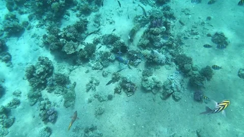 Colourful fish in the Red sea on the background of corals. Sea fish feed Video stock 254147028