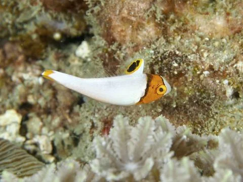 A colourful fish with striking patterns, spotted parrotfish (Cetoscarus Stock-Fotos