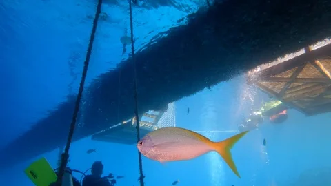 Colourful fish underneath reef pontoon Stock Footage 93770018