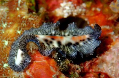 Colourful flat worm Foto stock