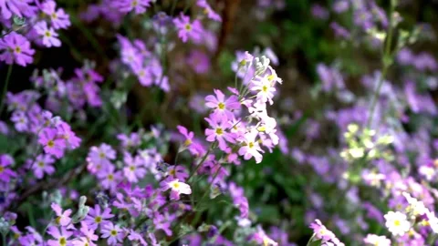 COLOURFUL FLOWER BLOWING WITH WIND Stock Footage 201883671