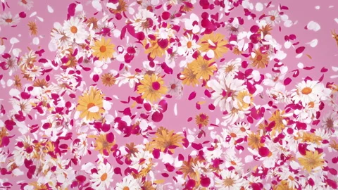 Colourful Flower Burst. Stock Footage 240369712