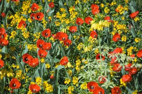 Colourful flowerbed Stock Photos
