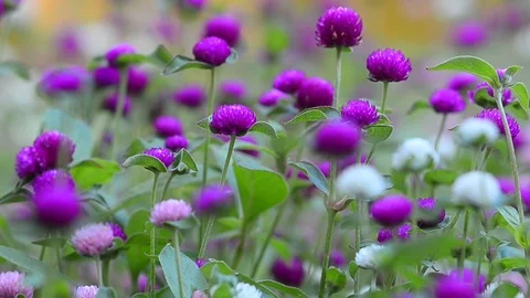 Colourful flowers background Stock Footage 93748019