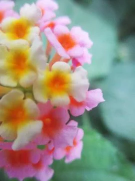 Colourful flowers  beautiful nature Stock Photos