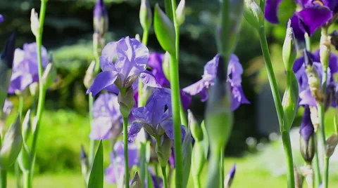 Colourful flowers. Stock Footage 49429006
