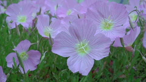 Colourful flowers Stock Footage 242335342