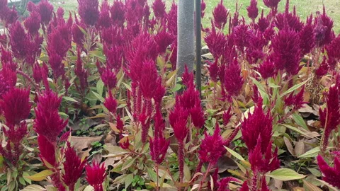 Colourful flowers Video stock 295911541