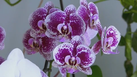 Colourful Flowers Orchids Vídeo Stock 91701032