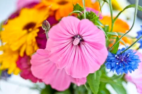 Colourful flowers Stock Photos