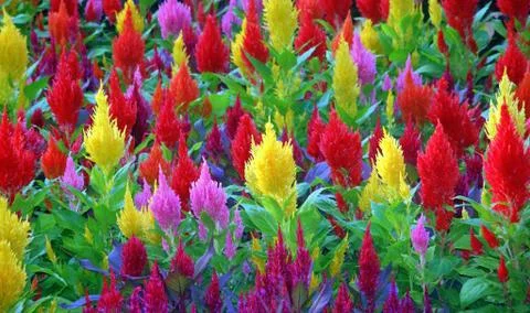 Colourful flowers Stock Photos