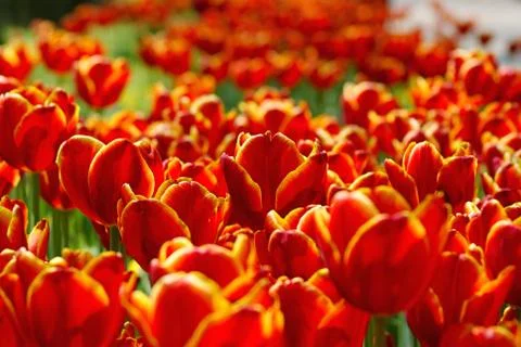 Colourful flowers Stock Photos