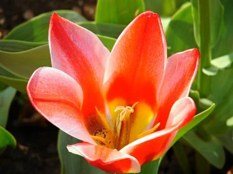 Colourful flowers Stock Photos