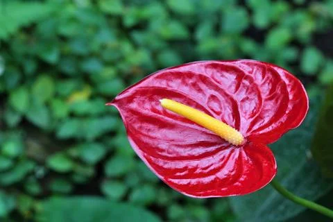 Colourful flowers Stock Photos