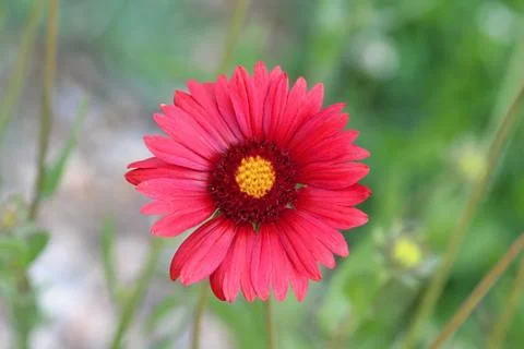 Colourful flowers Stock Photos