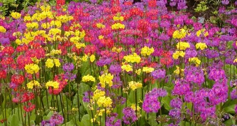 Colourful Flowers Foto stock