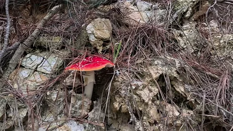 Colourful Fly agaric  Toadstool Stock Footage 240540941