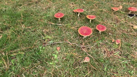 Colourful Fly agaric  Toadstool Stock Footage 240542556