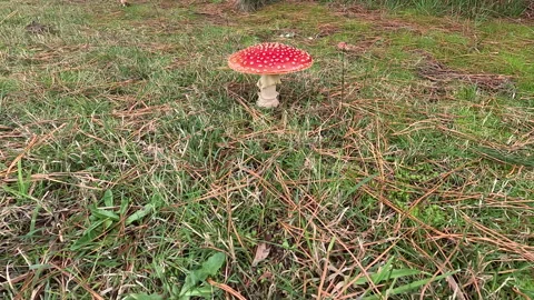 Colourful Fly agaric  Toadstool Stock Footage 241563619