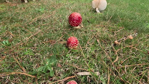 Colourful Fly agaric  Toadstool Stock Footage 241564468