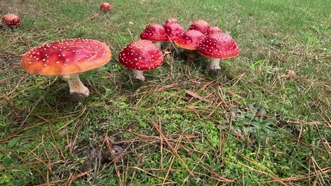Colourful Fly agaric  Toadstool Stock Footage 241564759