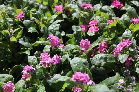 Colourful forget-me-not Stock Photos
