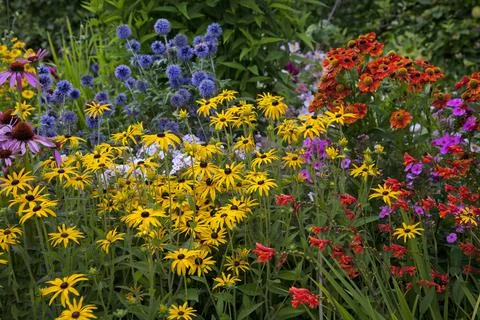 Colourful Garden Flowers Stock Photos