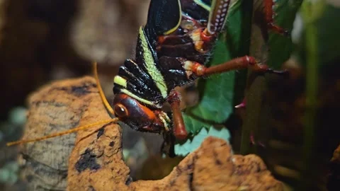 Colourful grasshopper eating Stock Footage 261433198