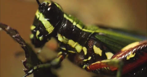 Colourful grasshopper Stock Footage 236690621