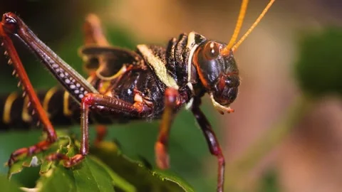 A Colourful grasshopper sitting  Stock Footage 252740572