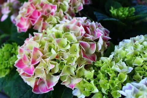 Colourful hydrangea in the garden Stock Photos