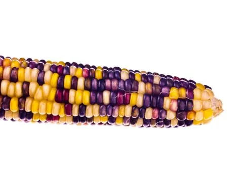 Colourful indian corn Stock Photos
