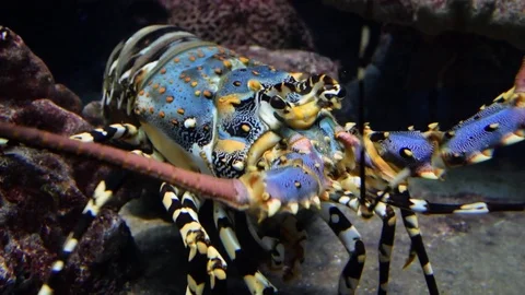 Colourful Iobster under water Stock Footage 69709962