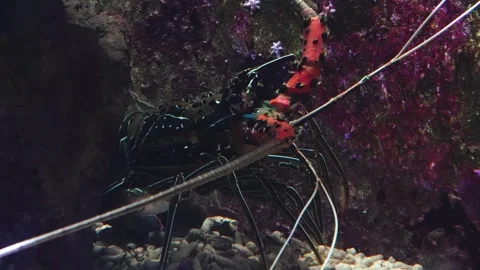 A colourful langoustine moving  Stock Footage 267496902