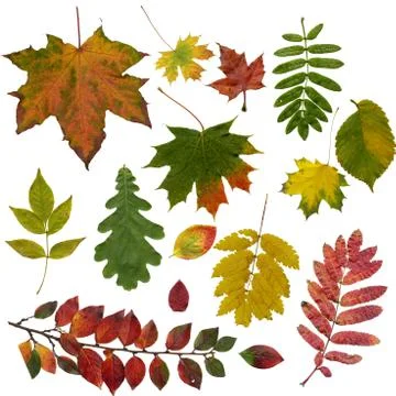 Colourful Leaf Collection Stock Photos