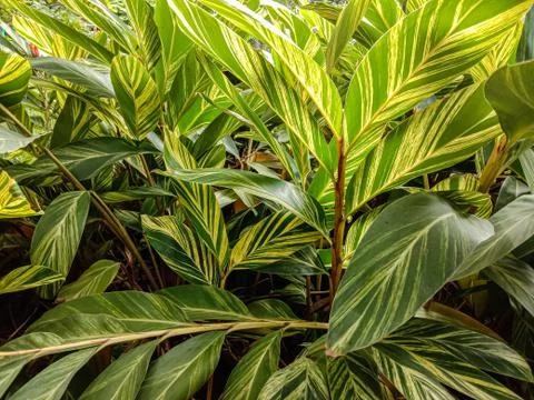 Colourful leaf,nature,garden Stock Photos
