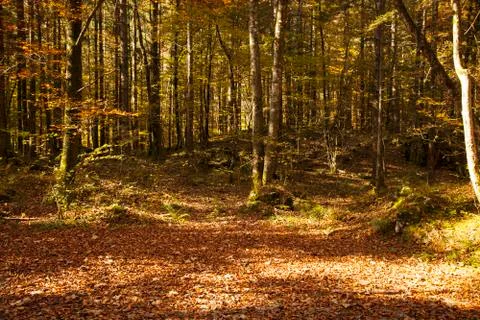 Colourful leafs in the forest. Stock Photos
