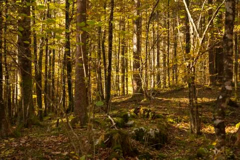 Colourful leafs in the forest. Stock Photos