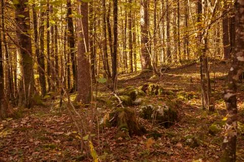 Colourful leafs in the forest. Stock Photos
