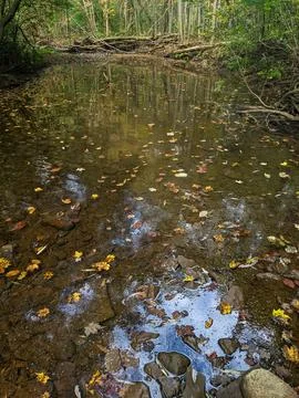 Colourful Leaves Float in a Shallow Calm Creek During Autumn Stock Photos