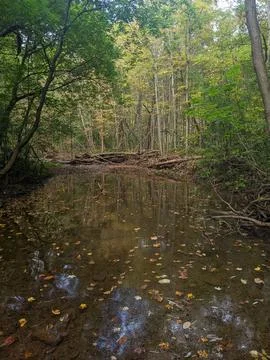 Colourful Leaves Float in a Shallow Calm Creek During Autumn Foto stock