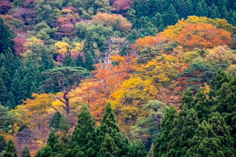 The colourful leaves Stock Photos