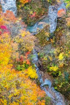 The colourful leaves Stock Photos