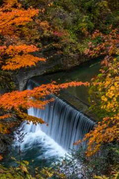 The colourful leaves Stock Photos