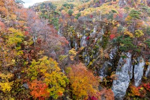 The colourful leaves Stock Photos