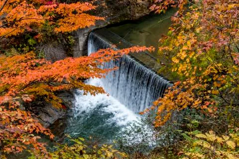 The colourful leaves Stock Photos