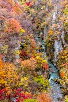 The colourful leaves Stock Photos