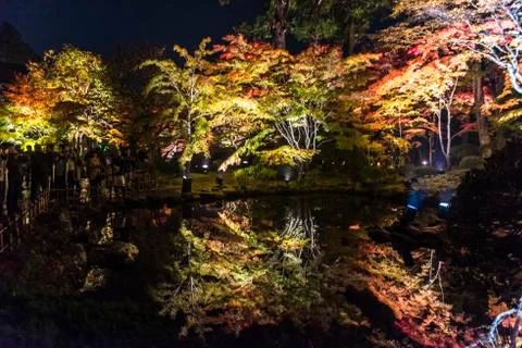 The colourful leaves Stock Photos