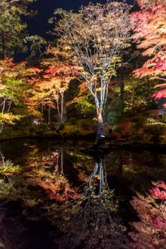 The colourful leaves Stock Photos