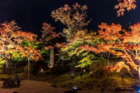 The colourful leaves Stock Photos